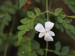 jasminum officinale 07 21a